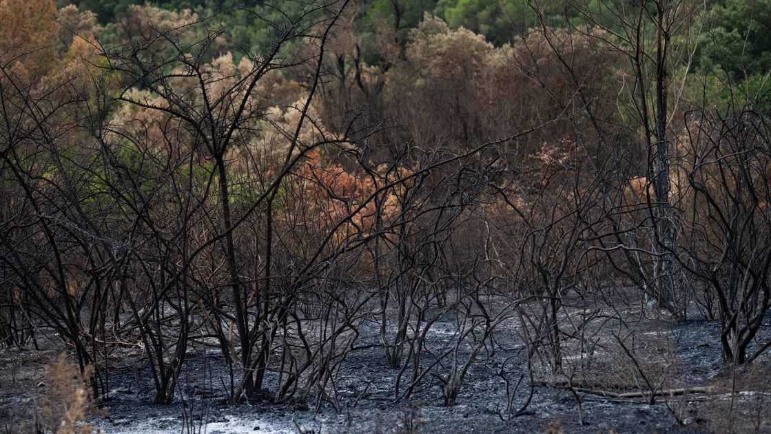 Cusco: Piden ayuda para controlar incendios forestales en Chumbivilcas y Quillabamba