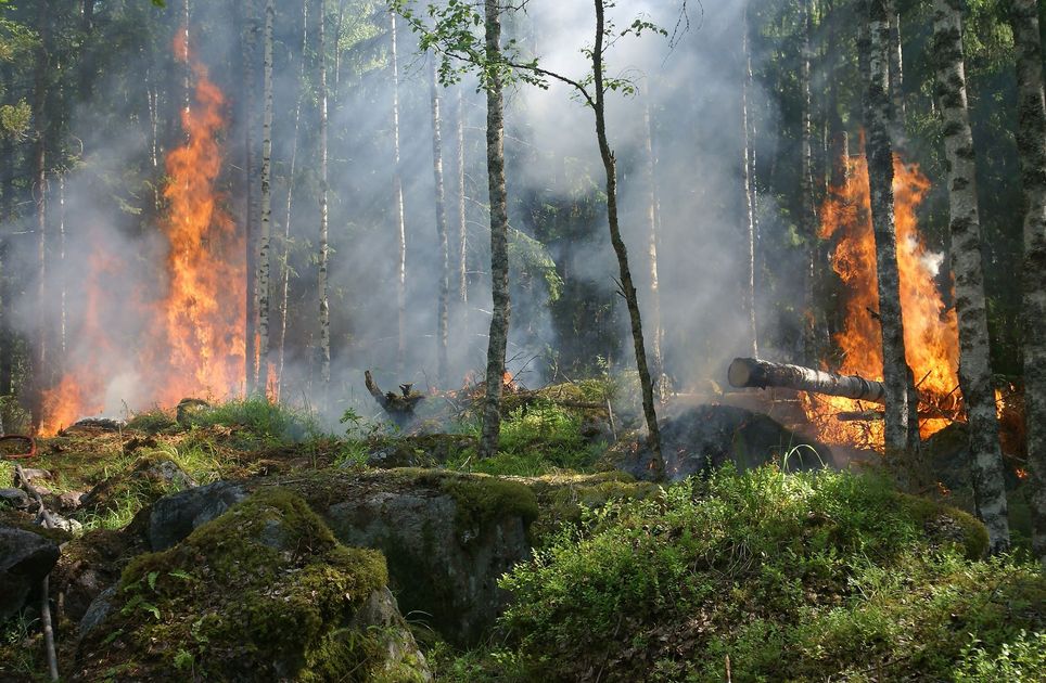 Incendio forestal en Carapo destruye cultivos y flora en Ayacucho