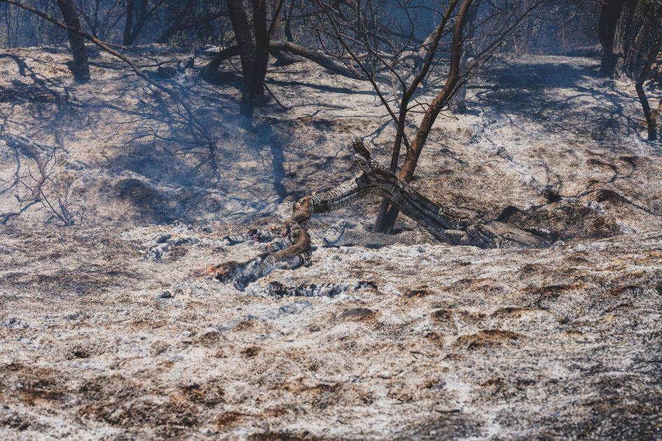 Puno: Descoordinación entre alcaldes y Gobierno Regional agrava incendios forestales